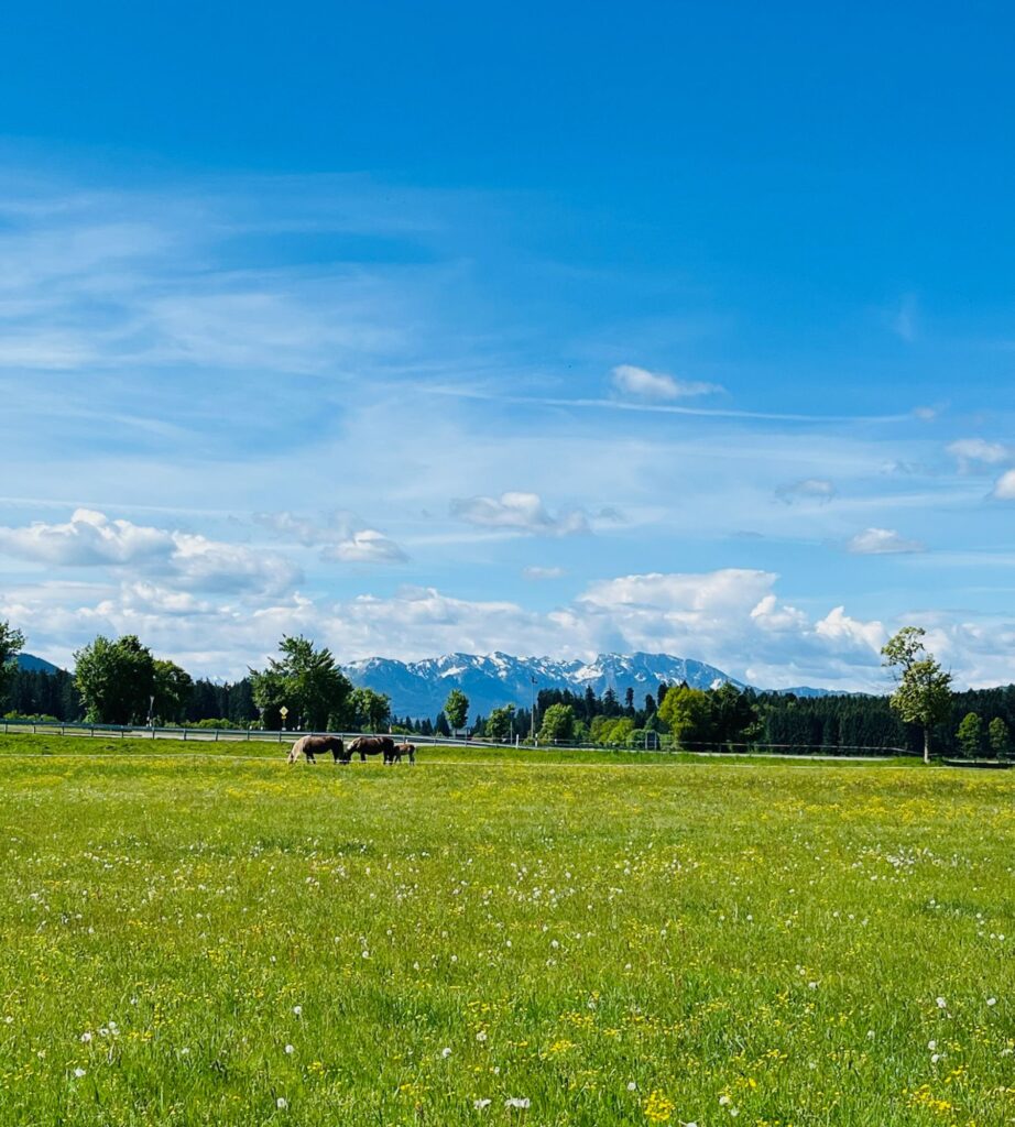 Berge und Pferde auf einer Wiese in Bayern - Lernen auf Reisen durch neue Eindrücke