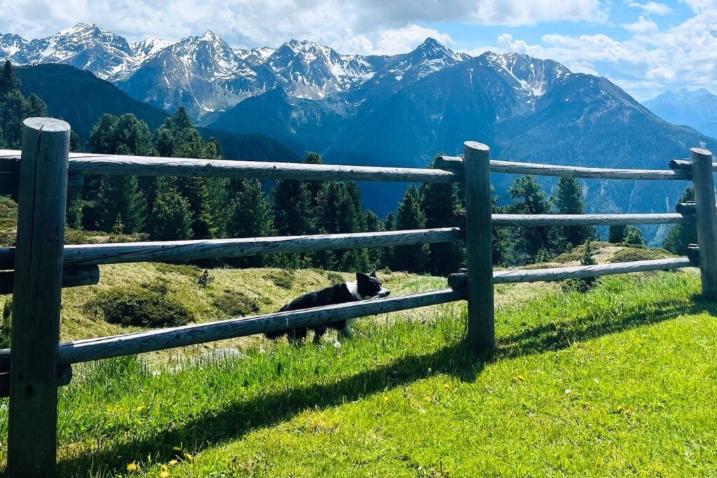 Panoramablick von der Kalbenalm im Pitztal auf die Tiroler Bergwelt.